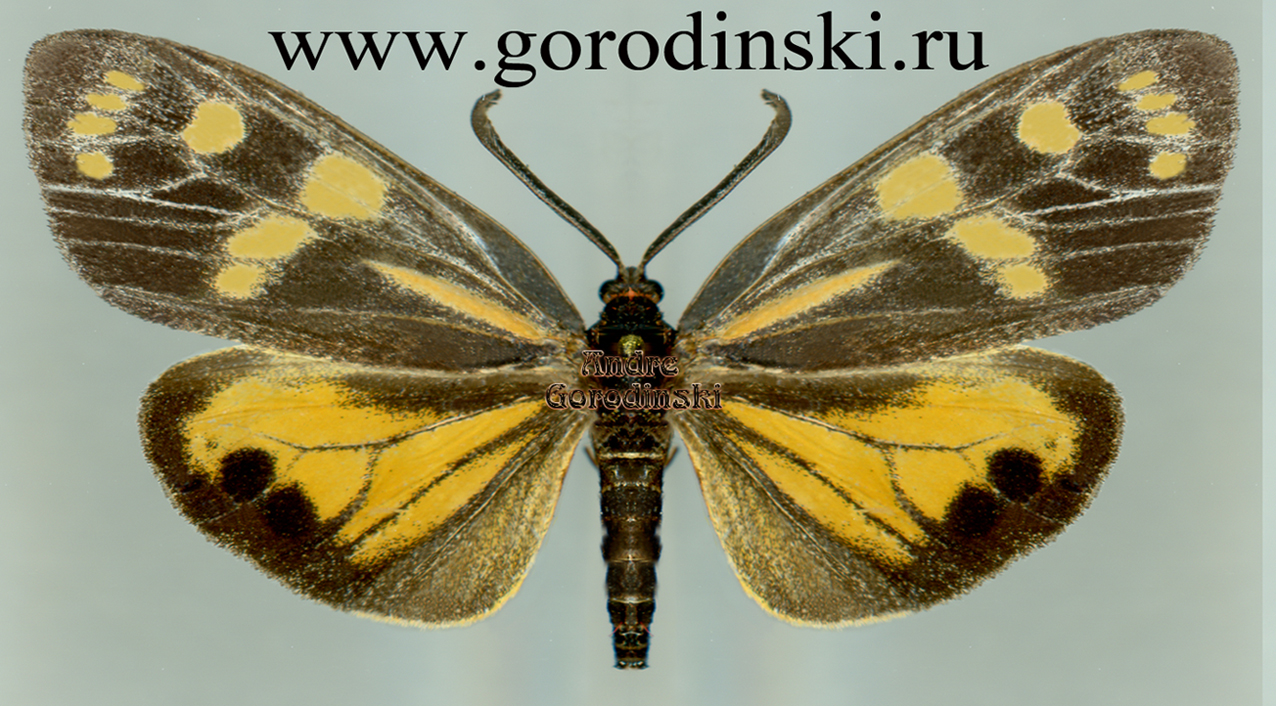 http://www.gorodinski.ru/lepidoptera/Eterusia proprimarginata.jpg